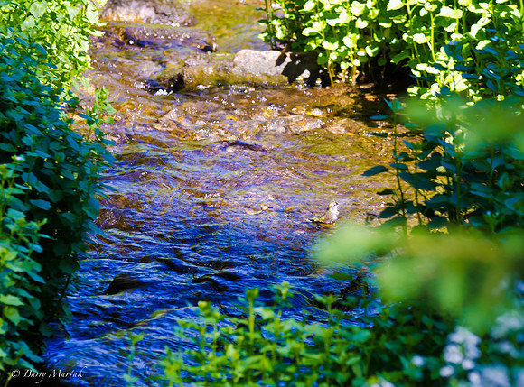 Albion Basin Hike-August 2011-62
