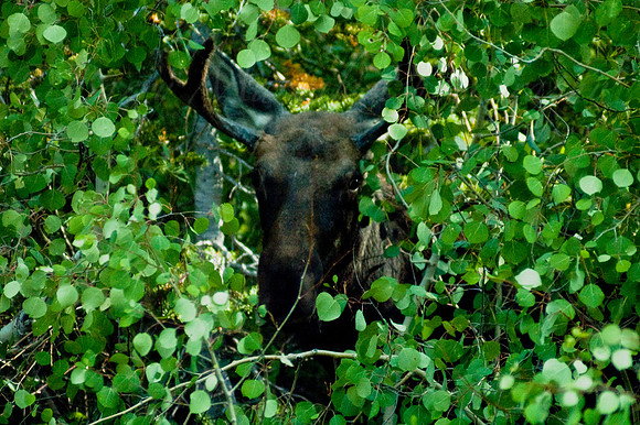 Moose_at_Silver_Lake-20