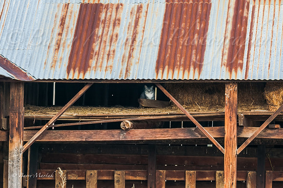 Car Under a Hot Tin Roof-1