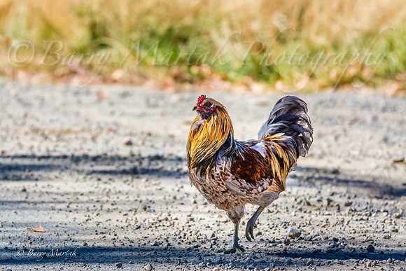 Rooster Strutting His Stuff-2