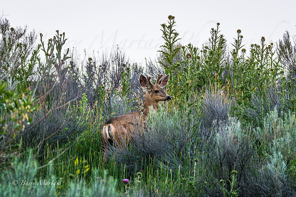 Buck at Early Sunrise-1