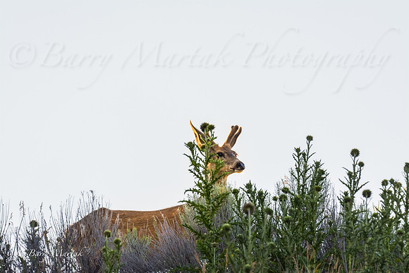 Buck at Early Sunrise-2