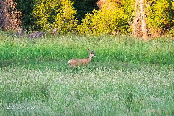 Deer Grazing in Francis- Utah-1