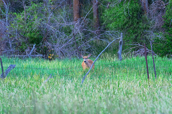 Deer Grazing in Francis- Utah-2