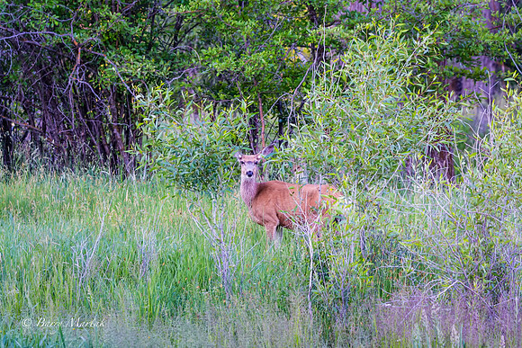 Deer Grazing in Francis- Utah-3