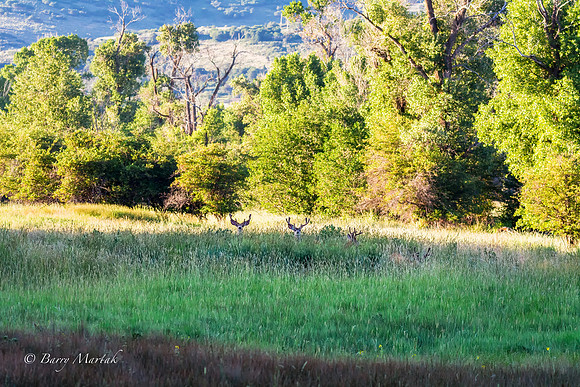 Early Morning Buck Social Gathering-1