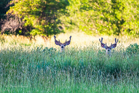 Early Morning Buck Social Gathering-2