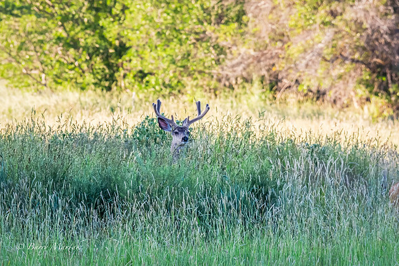 Early Morning Buck Social Gathering-3