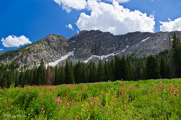 Albion Basin Hike-August 2011-3