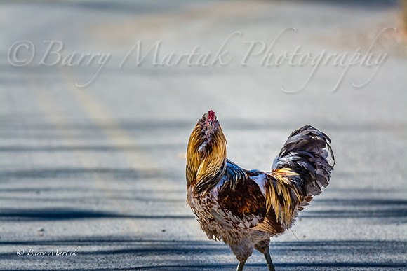Rooster Strutting His Stuff-3