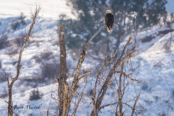 Bald Eagle-Echo Reservoir Utah-1