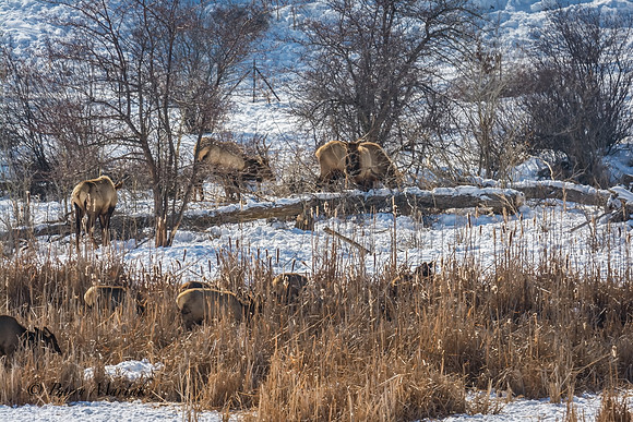 Elk at Echo Reservoir Utah-1