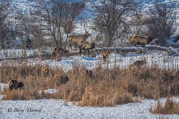 Elk at Echo Reservoir Utah-2