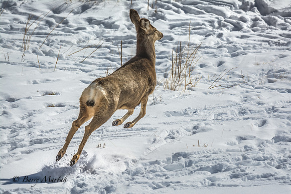 Deer in Flight-1