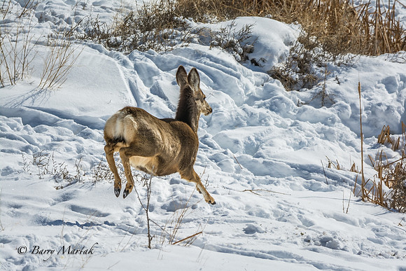 Deer in Flight-2