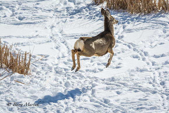 Deer in Flight-3