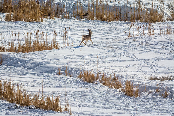 Following the Cattail Trail-1