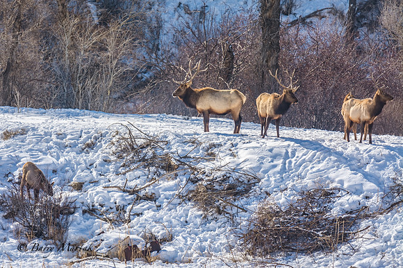 Elk at Echo Reservoir Utah-3