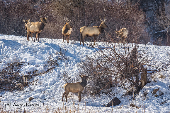 Elk at Echo Reservoir Utah-4