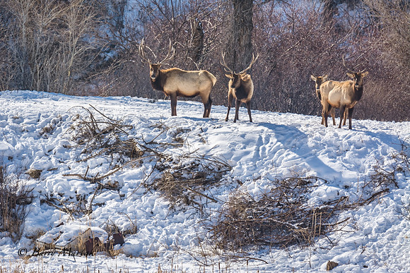 Elk at Echo Reservoir Utah-5