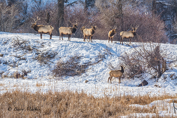 Elk at Echo Reservoir Utah-6