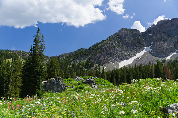 Albion Basin Hike-August 2011-1