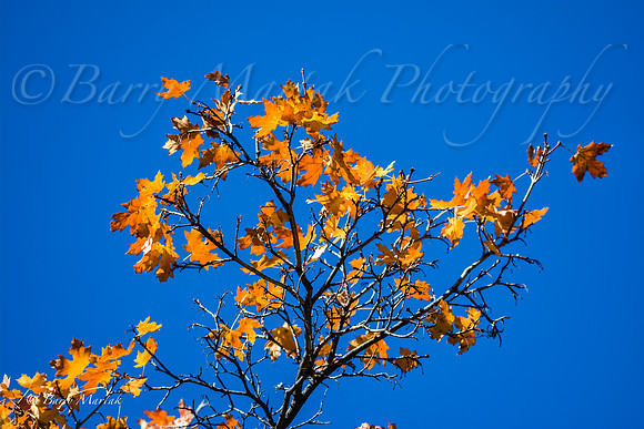 Rock Canyon Fall Colors-4