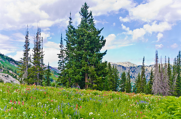 Albion Basin Hike-August 2011-163