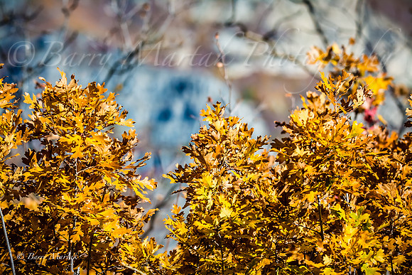 Rock Canyon Fall Colors-3