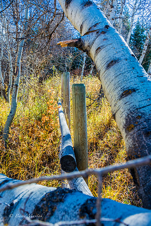 Old Wood Fences-5