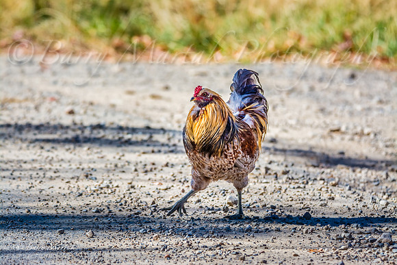 Rooster Strutting His Stuff-1