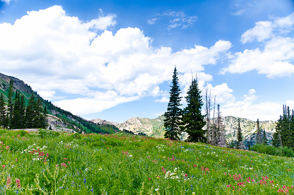 Albion Basin Hike-August 2011-147