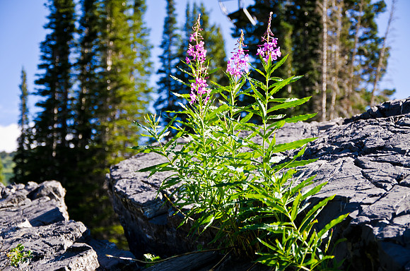 Albion Basin Hike-August 2011-36