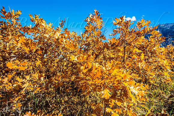 Rock Canyon Fall Colors-2