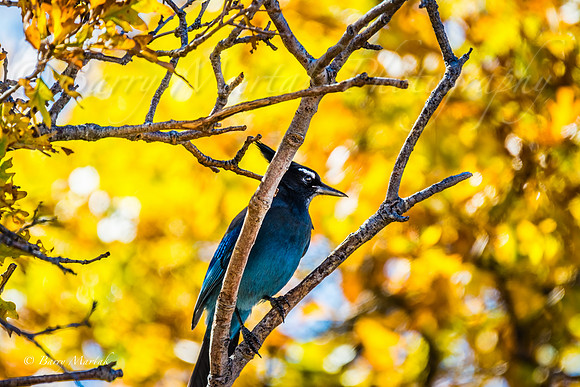 Steller's Jay in Rock Canyon-2