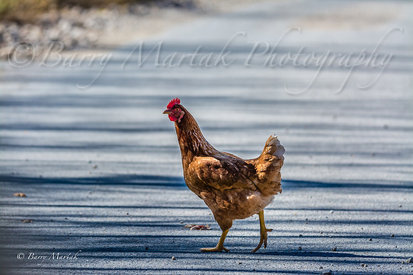 Hen Crossing the Road-1