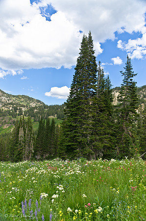 Albion Basin Hike-August 2011-10
