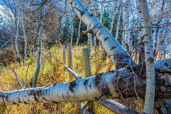 Old Wood Fences-4