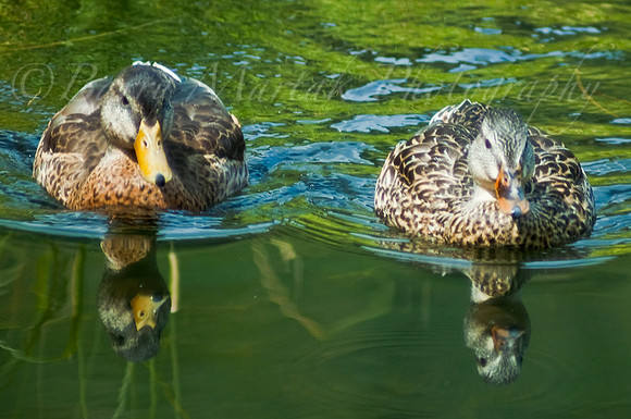 Ducks_Silver_Lake-2