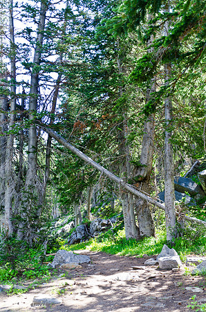 Albion Basin Hike-August 2011-81
