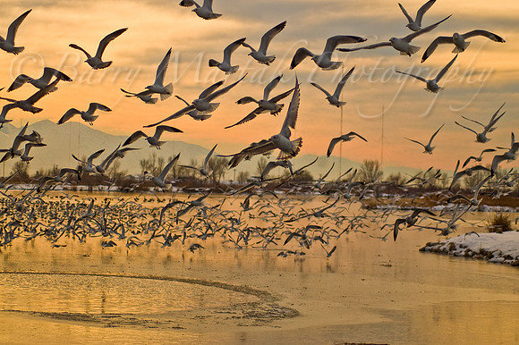 Seagulls Flock at Bountiful Pond-0035