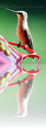 reflection hummingbird.jpg