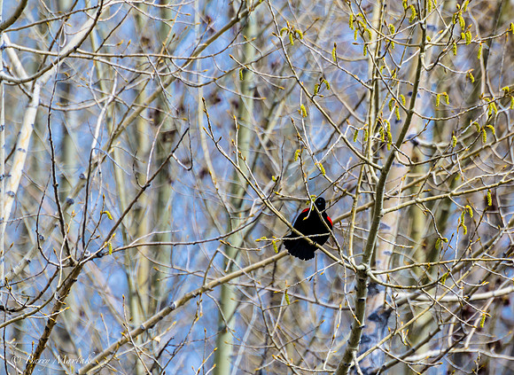 Red Winged Blackbird-April2012-128
