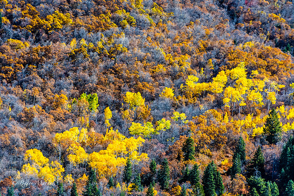Rock Canyon Fall Colors-7