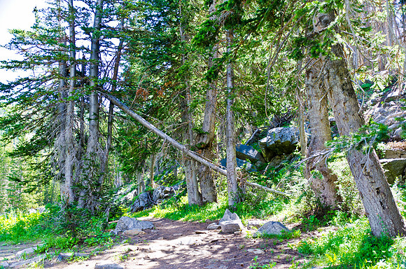 Albion Basin Hike-August 2011-82