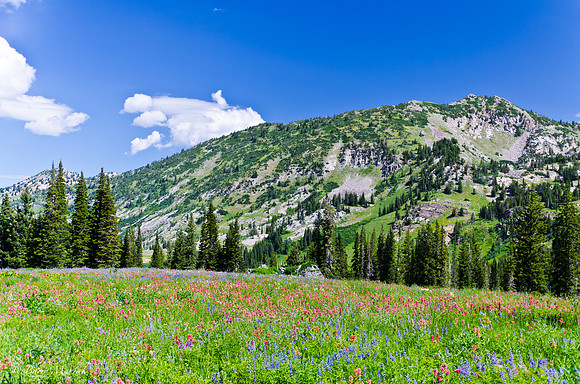 Albion Basin Hike-August 2011-83