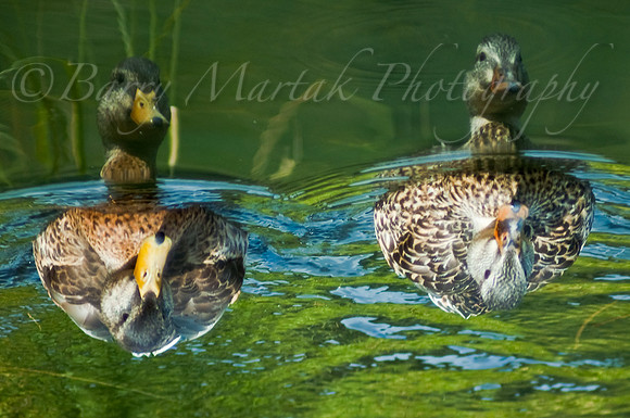 Reflection of Ducks_Silver_Lake-2