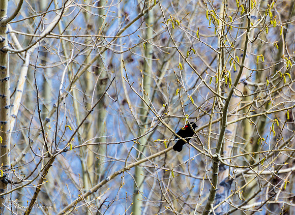 Red Winged Blackbird-April2012-123