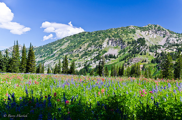 Albion Basin Hike-August 2011-85