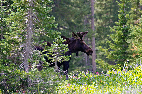 Albion Basin Hike-August 2011-227-Edit